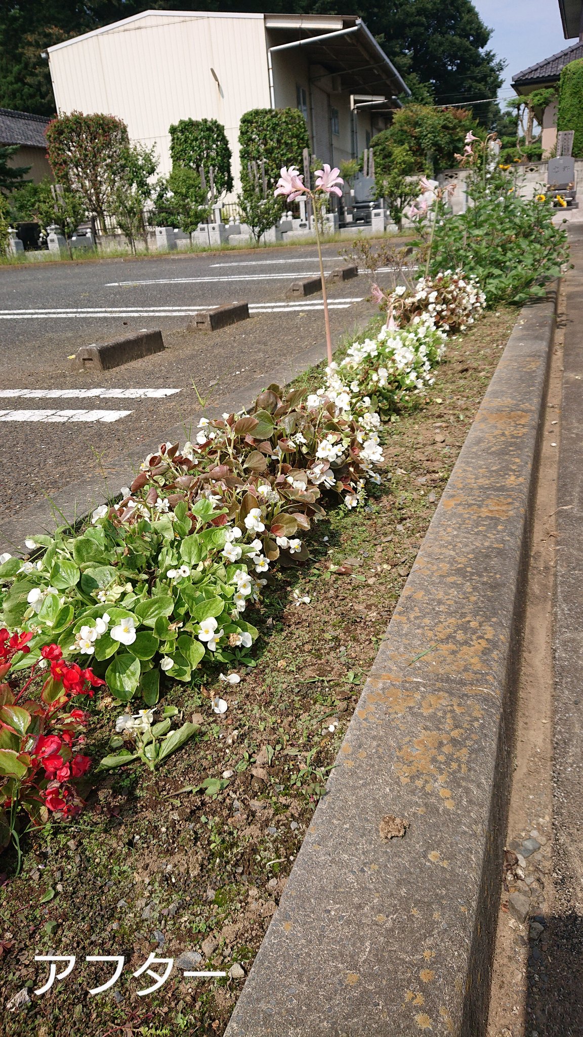 野木の満願寺 朝から駐車場の花壇を手入れしました ベゴニアの剪定と草むしりです 白い花がベゴニアで ひとつだけ枯れてました なんでもナメクジが根を食べてしまうそうです ナメクジ恐るべしですね しかし暑すぎます 長い時間の作業は出来ないですね