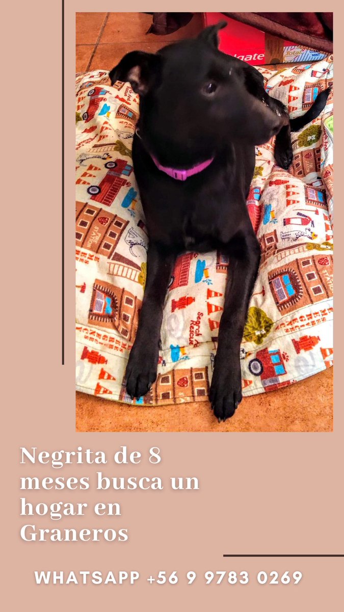 bartorell's tweet photo. ¡Atención amigos de Graneros Región de O’higgins!

Esta negrita se llama #Barri tiene 8 meses fue abandonada al nacer, necesita un hogar definitivo, es juguetona y cariñosa ideal casa con más perros, se lleva bien con todos...
WhatsApp +56 9 9783 0269 https://t.co/0oNrKj9U6t