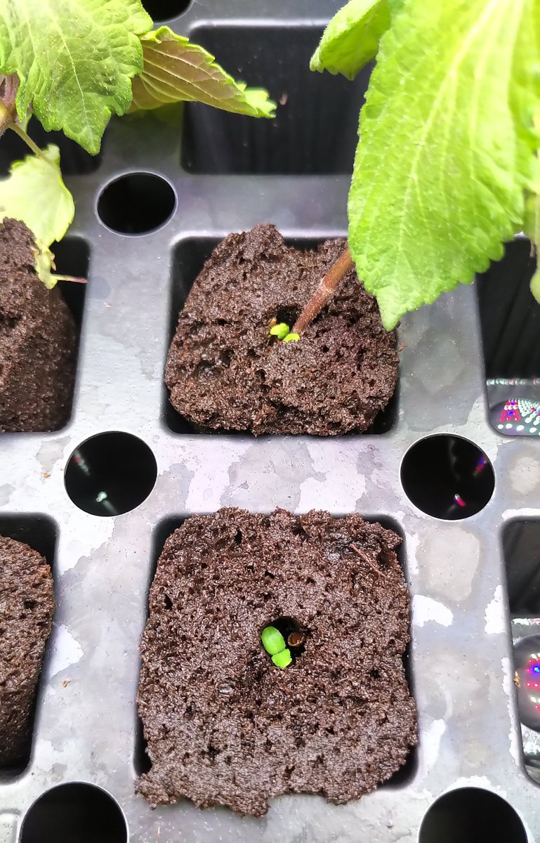 GreatRootBear's tweet photo. Hello there, tiny little greens.

#RootFarm https://t.co/xv12V0pVg7