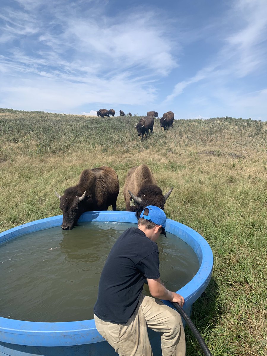pattersonta83's tweet photo. Nothing like a fresh drink of water on a hot summer day! #bison #nativepasture #summer2020 #prairies #Saskatchewan https://t.co/KMX17o8iR3