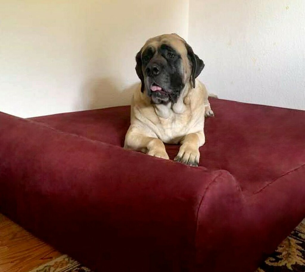 bigbarkerusa's tweet photo. All smiles from this adorable mastiff on her new Big Barker bed 😊
#mastifflife #mastifflover #mastiff_feature #mastiffofinstagram #mastiffsofig #mastiffsworldwide #mastiffoftheday #dogbeds #mastiffsrule #instamastiff #bigbarker https://t.co/2PveL04kSa https://t.co/kSfnFsTlJN