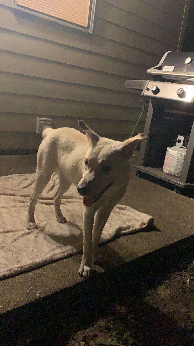 Aus10WithAn_E's tweet photo. Brown and White dog FOUND at the intersection of South Street and Hwy 59 in Nacogdoches. Please retweet! @SFABarstool @SFAQuestions https://t.co/RMf93DQ1ju