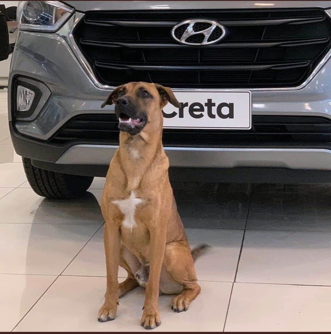 inesperadofin's tweet photo. Este perrito callejero paseaba diariamente afuera de una agencia de HYUNDAI en Brasil, hasta que un día fue adoptado por los trabajadores, quienes decidieron hacerlo parte del equipo y hasta gafete le dieron como uno más de la empresa 😍
Fue nombrado "Tucson Prime". https://t.co/USiByLnY3m