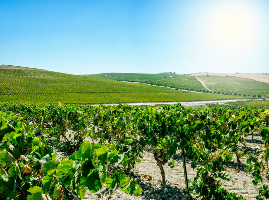 El #viñedoecológico tiene en España un arraigo cada vez mayor y a finales de 2019 creció un 7% hasta situarse en 121.279 hectáreas, que suponen el 13% del viñedo total, con claro liderazgo para Castilla-La Mancha.
ow.ly/q6Du50AM9Tm
#ecológico 
Vía <a href="/lagacetadelvino/">La Gaceta del Vino</a>