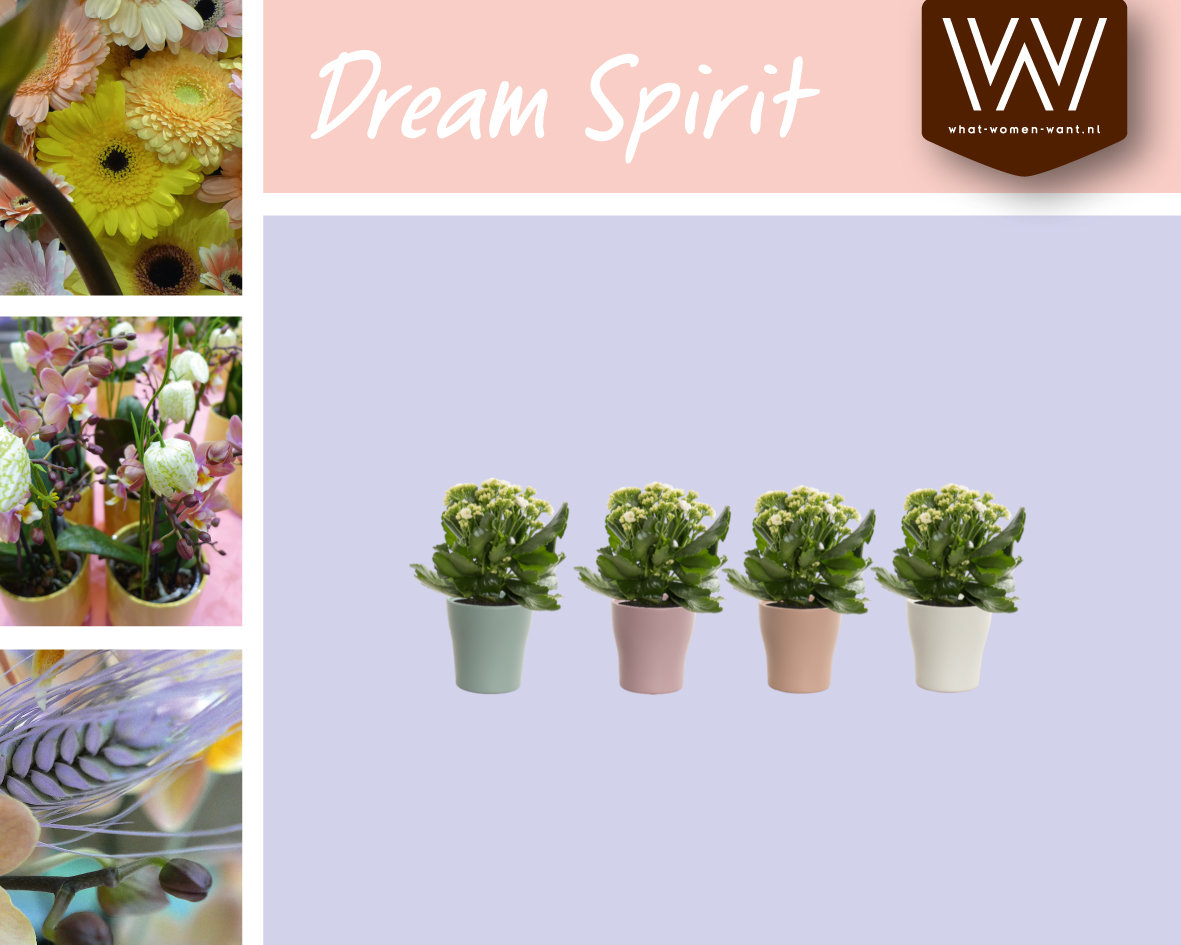 Meer informatie over de Kalanchoë #amarantis uit onze collectie DREAM SPIRIT is verkrijgbaar via ow.ly/yWrp50AJbed

#collectie #dreamspirit #kalanchoe #whatwomenwant