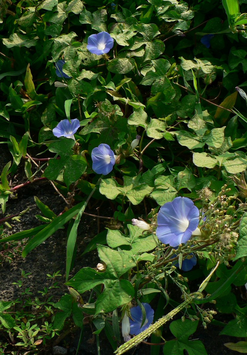 こころんグリーン A Twitter 薄いブルーのアサガオの花が たくさん咲いていました 幾つもの花が とても涼しげに開いています 間もなく 閉じてしまうのは寂しいですね アサガオ 薄いブルー 夏の花 夏 山野草 野草 園芸 ガーデニング 熊本市南区 熊本