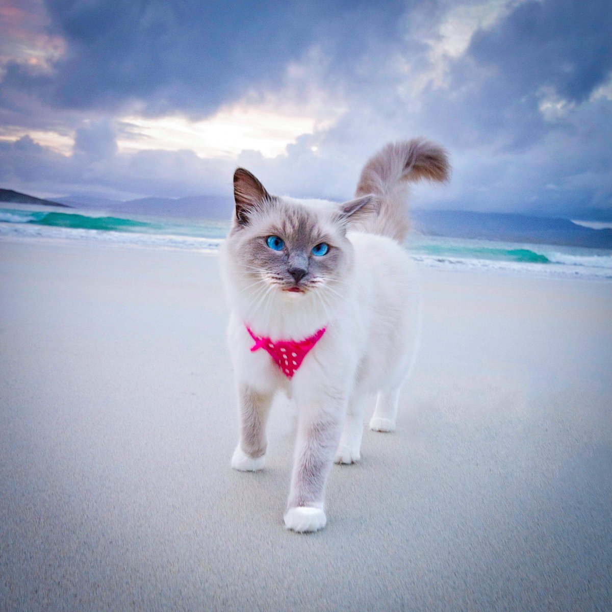 IslesWeather's tweet image. Luskentyre beach with a cat taken by Caroline Maciver #harris #Scotland #OuterHebrides #beach #visitscotland