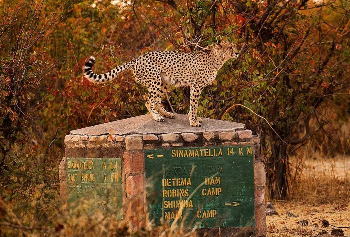 ZimBho_Official's tweet photo. When you arrive in #Hwange National Park &amp; your host is ready for you!
#ZimWildlife
#ZimSafari
#TravelLocal 
#TravelTuesday 
@Zimparks
📸 #Zimbabwephotographic, #AdamZak https://t.co/KBdjym6ET4