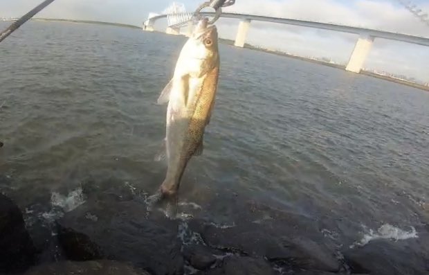ととちゃん 朝マヅメの若洲海浜公園でシーバス連発 だけどサイズが物足りないので移動 河川でチヌと70up連発 最後にランカーをラインブレイク やはりここはウェーディングじゃなきゃ勝てない 若洲海浜公園 湾奥 シーバス T Co Puci8dguyg