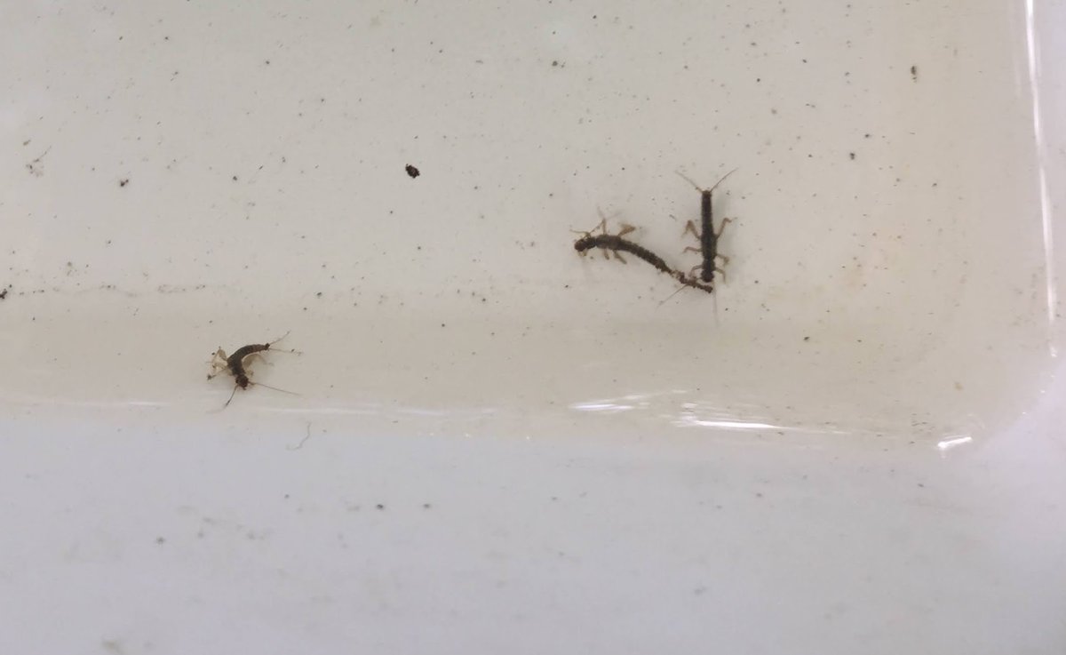 FBL_UCPH's tweet image. Impressions from last weeks field course excursion. 100 students in two large tourist busses tried their hands at limnology methods. It was great to get out of the virtual classroom and into the field. And this week we do it all again. 🙂