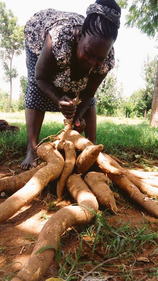 BIBA_Kenya's tweet photo. #TuesdayThoughts 
Nurturing our locally adapted #cassava varieties is critical in conservation for our future generations. 
Their availability  and accessibility in the years to come depends on our efforts to preserve them.
#SaveOurCassava
#SayNoToGMOs https://t.co/hZaYf69IvC