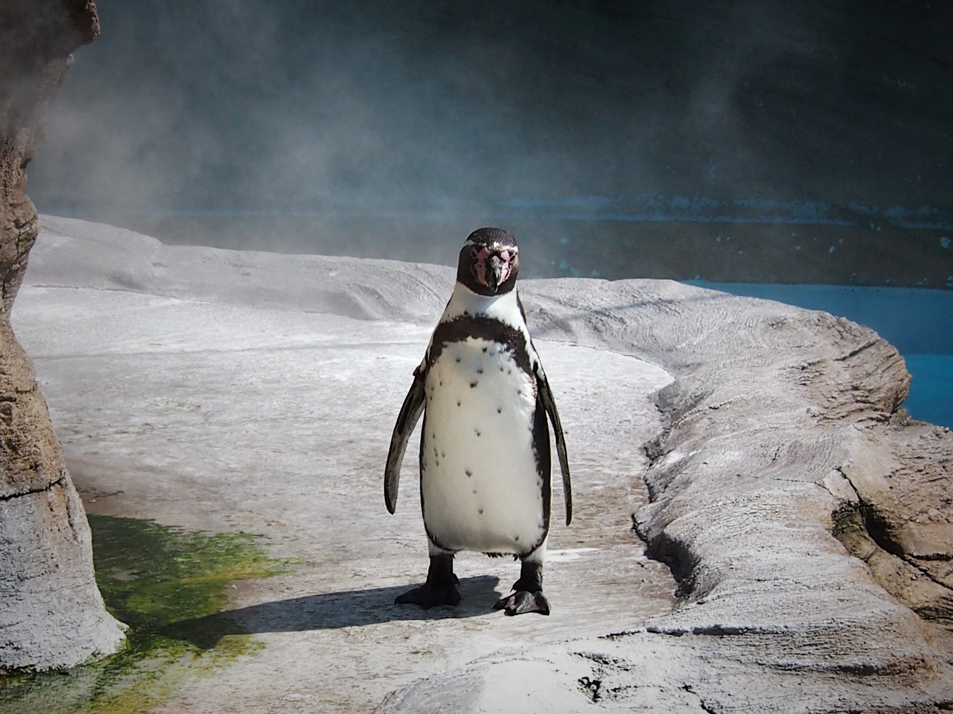 تويتر 名古屋市東山動植物園 على تويتر なんだか 凛として 舞台の主役っぽく見えるのは ミストのせいでしょうか 東山動植物園 ペンギン フンボルトペンギン 動物園 名古屋 Nagoya T Co Nbx7k587z0