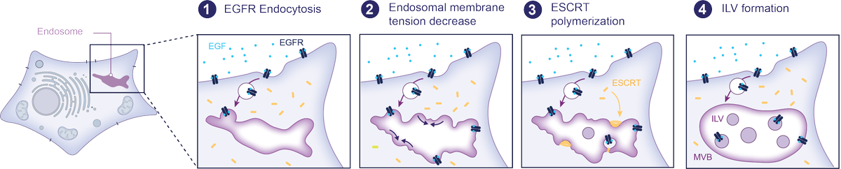 Endosomal tension regulates intralumenal vesicle formation by ESCRT-III. Membrane tension regulates traffic also inside the cell! Congrats to Vincent for achieving this beautiful study: nature.com/articles/s4155…