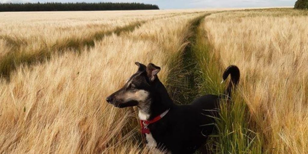 cappuccinosWex's tweet photo. Waiting for the harvest! #clonroche #Wexford #dogsoftwitter #RescueDogs https://t.co/wI590DSol4