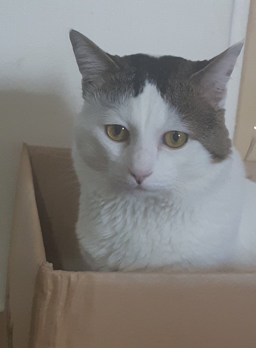 어딘가 뾰로똥하신 상자 노아