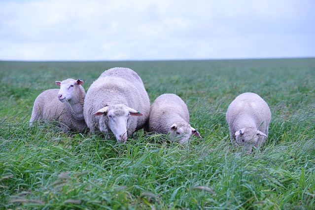My latest article - "Some pain on the horizon for lamb producers" - achieveag.com.au/single-post/20…