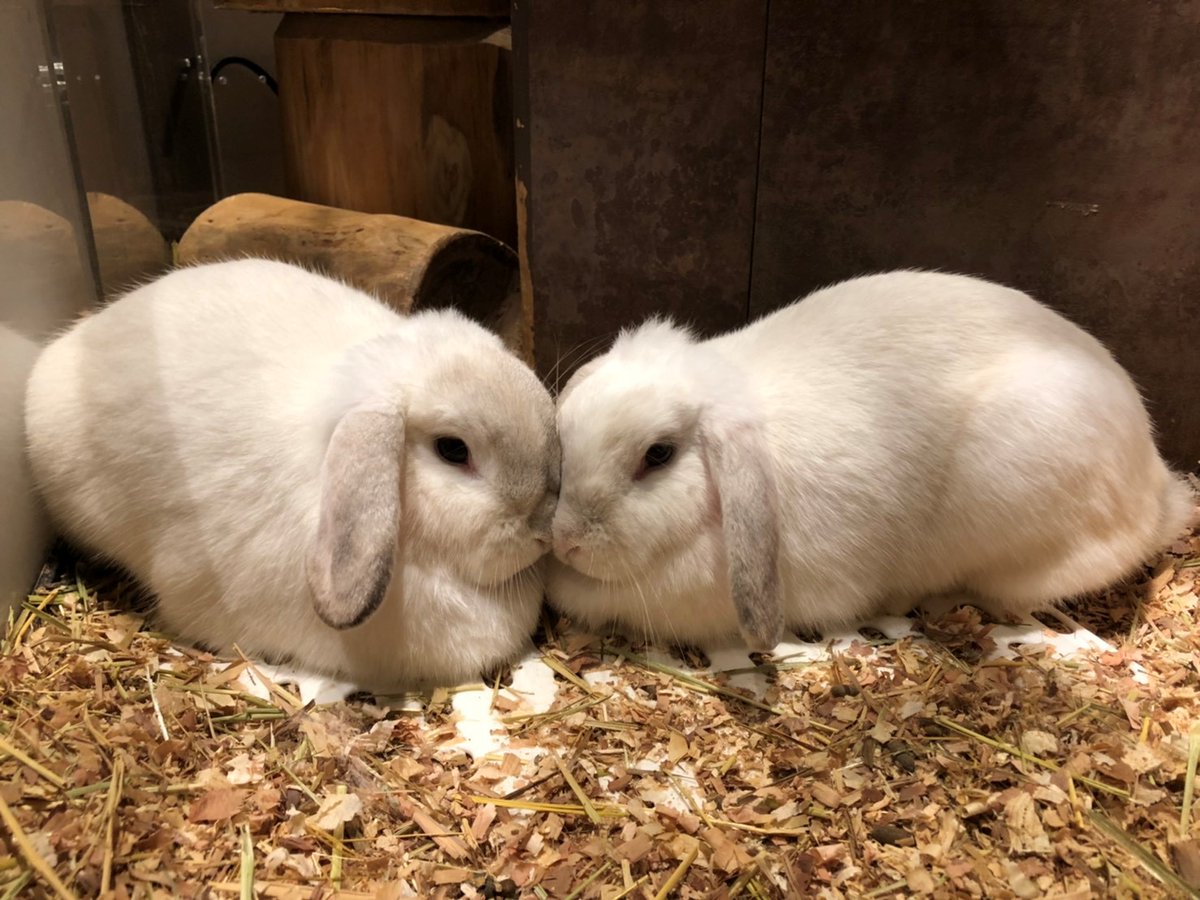 orbi_y's tweet image. もう少しはなれてもらっても
いいですか？

我々アニマルヴィレッジにいます
（待ち時間５～10分）
　
#オービィ横浜
#ユリ ＃ポラ