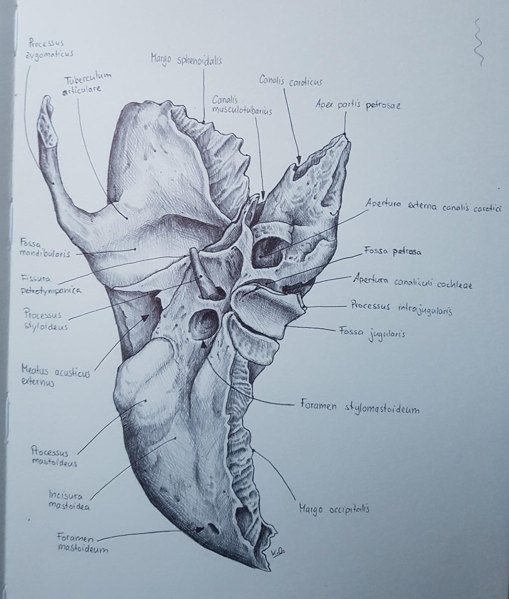 Os temporale, caudal view. 

#pen #art #kugelschreiber #illustration #sketchbook #medicine #neurosurgery #medicalillustration #anatomy #neuroanatomy #medicalart #temporalbone #skull #skullbase