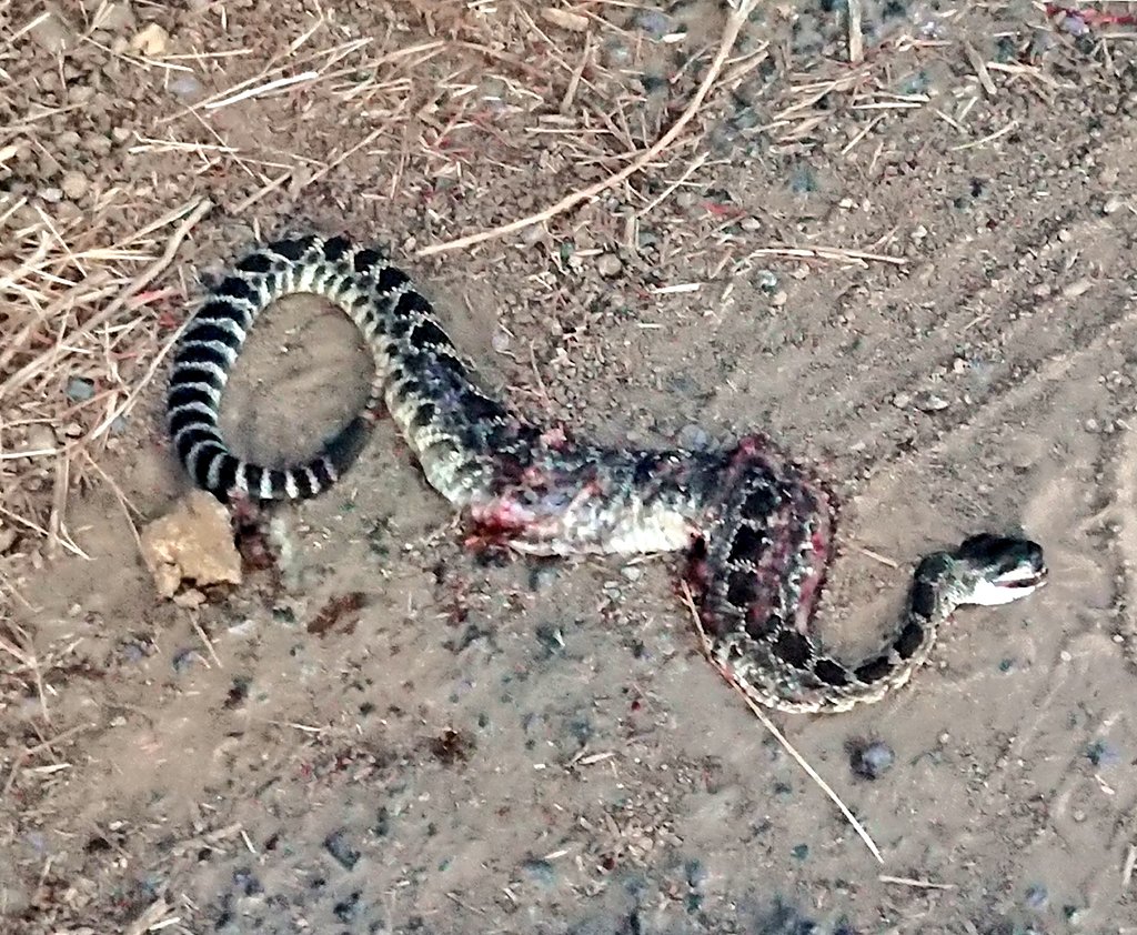 Poor snake. It definitely didn't deserve to be run over. We share their territory with them, and we're the guests. Let's do our best to be aware of them & all the other critters out there. We're more of a danger to them than they are to us. /# 