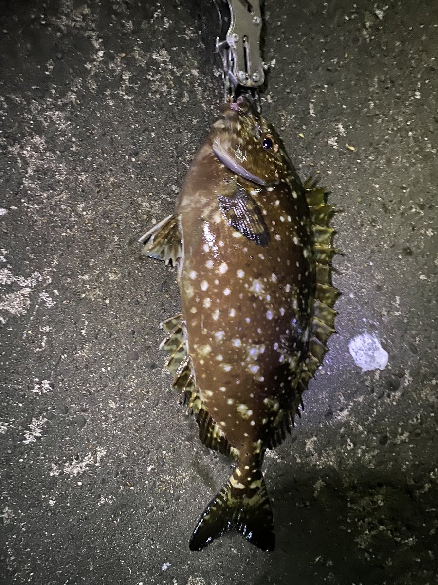 きよまる 昨日の館山方面では夜アナゴとアイゴのスレと朝方のイナダバラしと葉っぱサイズのソゲのみでした 根がかりしないようにダブルフックにしてたルアーでスレ掛りはびっくりでした 釣り好きと繋がりたい ソルトルアー