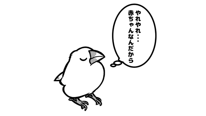 大人ぶる文鳥 