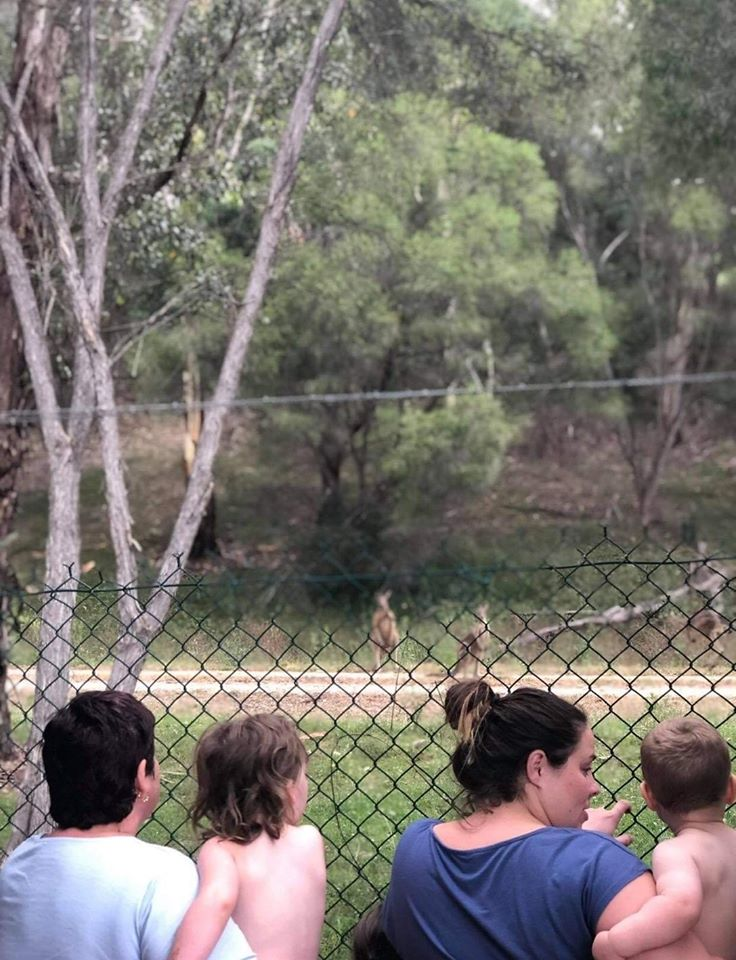 gteasts's tweet photo. After our Black Summer, these kangaroos need to be relocated not culled @LilyDAmbrosioMP @OCR_Chief
#KinleyKangaroos #springst #Kangaroos #KangarooCull https://t.co/FejBA9Bysd