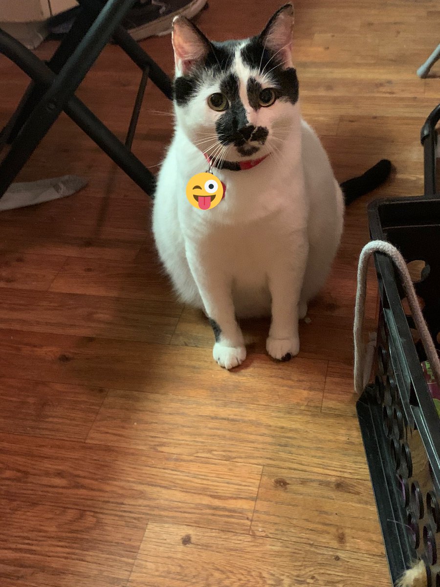 should i buy a cat u car