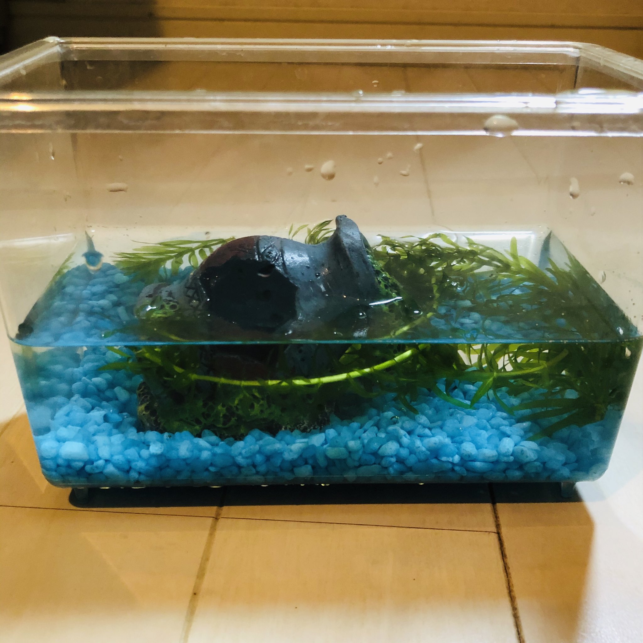 富士昴 アルテミア飼育はじめました 一昨日セットしたけどさっそく生まれて水面のよくわからないモケッとしたものたべてます T Co Upqdxtym6i Twitter