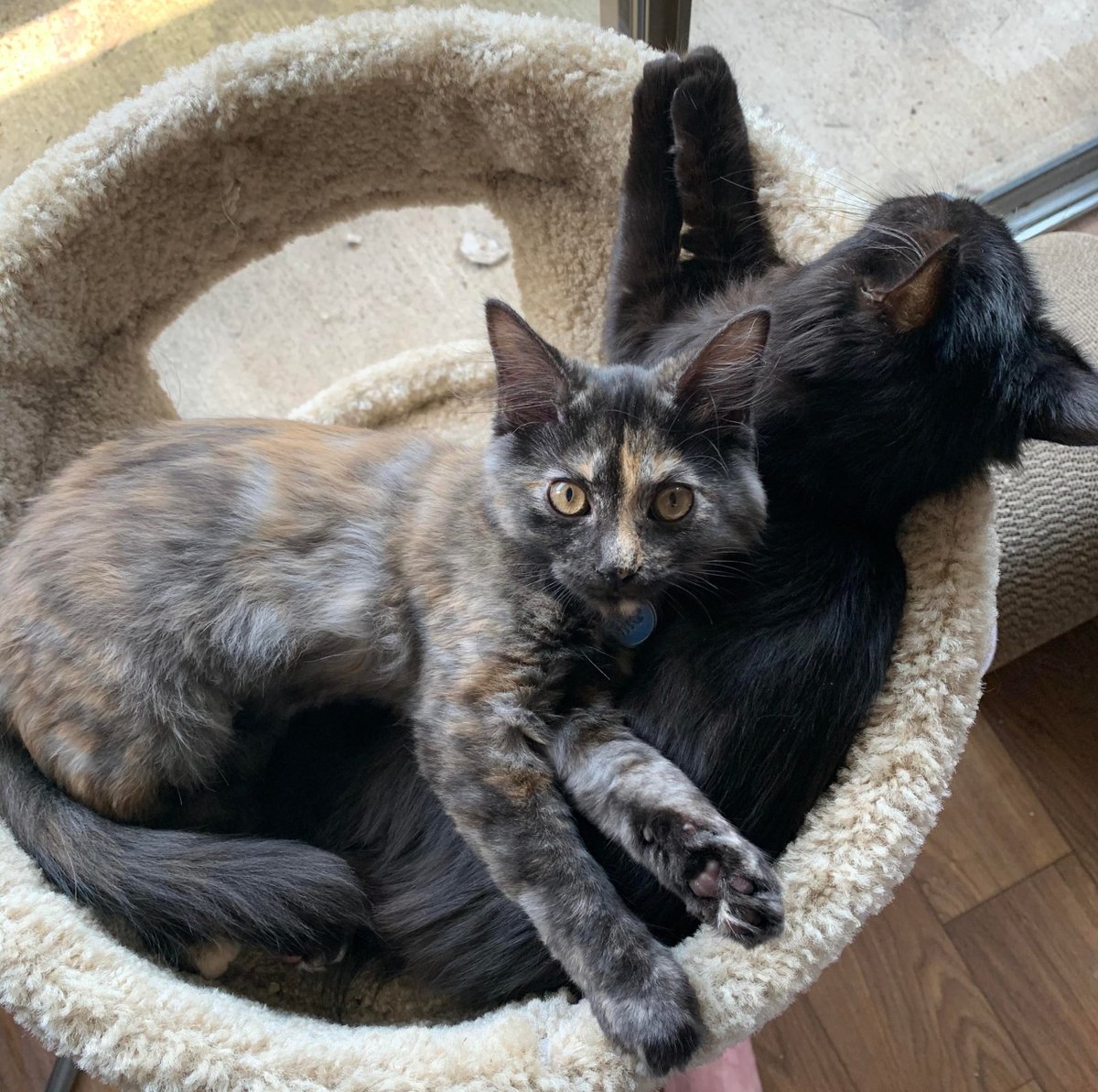 MeowMoeDotCom's tweet image. Different #Litters but #Friends for #Life
 
#Cats #Cat #Kittens #Kitten #Kitty #Pets #Pet #Meow #Moe #CuteCats #CuteCat #CuteKittens #CuteKitten #MeowMoe 
 
meowmoe.com/693439/differe…