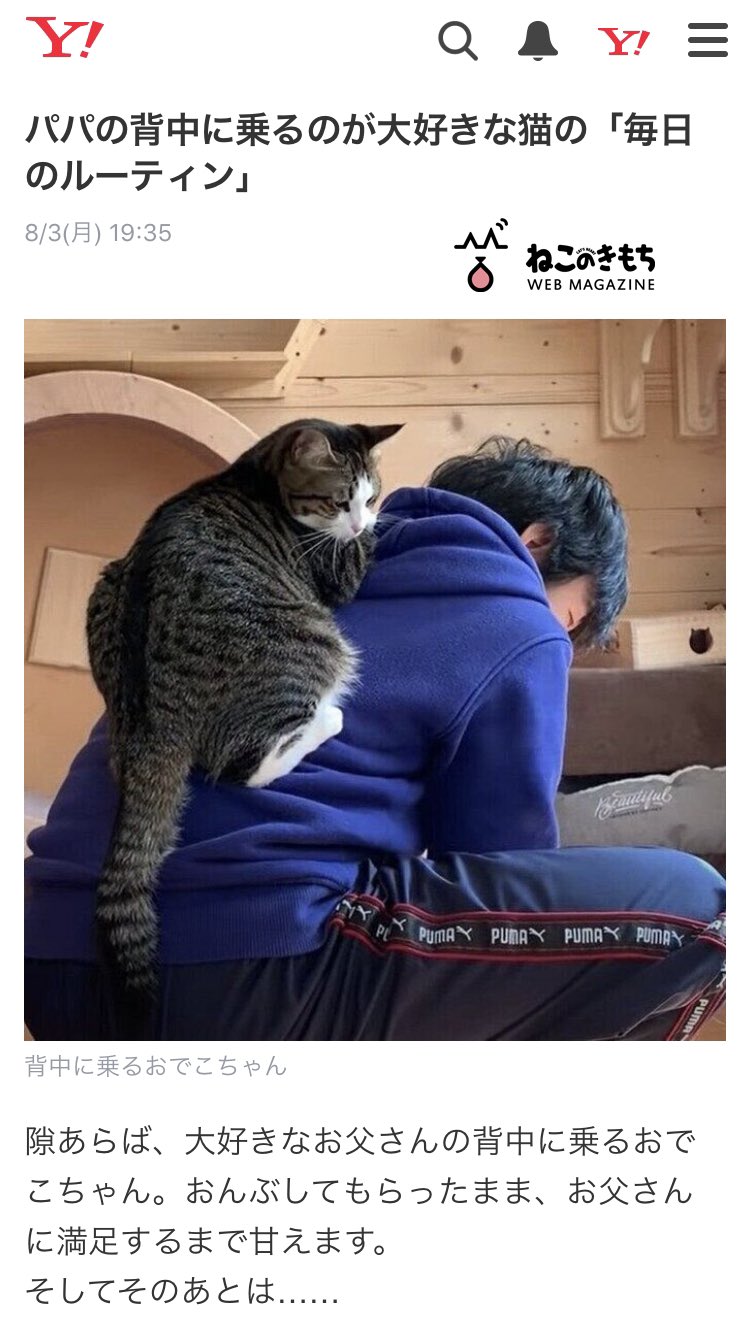 ひのき猫 Yahooニュースに ねこのきもちさん の記事が紹介されていました お父さんの背中に乗るオデコです 嬉しい限りです T Co Xrc7f5jyvh Twitter