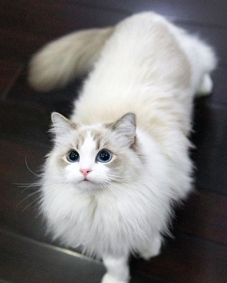 hendery as ragdolls 🐱 tweet media
