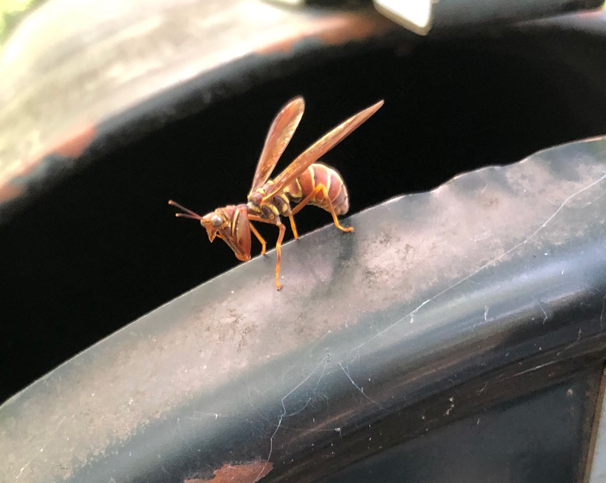 In four decades as an entomologist, I've never seen a live mantispid--this afternoon, one was waiting for me on our mailbox!  Here's Climaciella brunnea, known as the wasp mantidfly even though it's not a wasp, mantid, or fly. U.S. Postal Service, if you're responsible, thanks!!