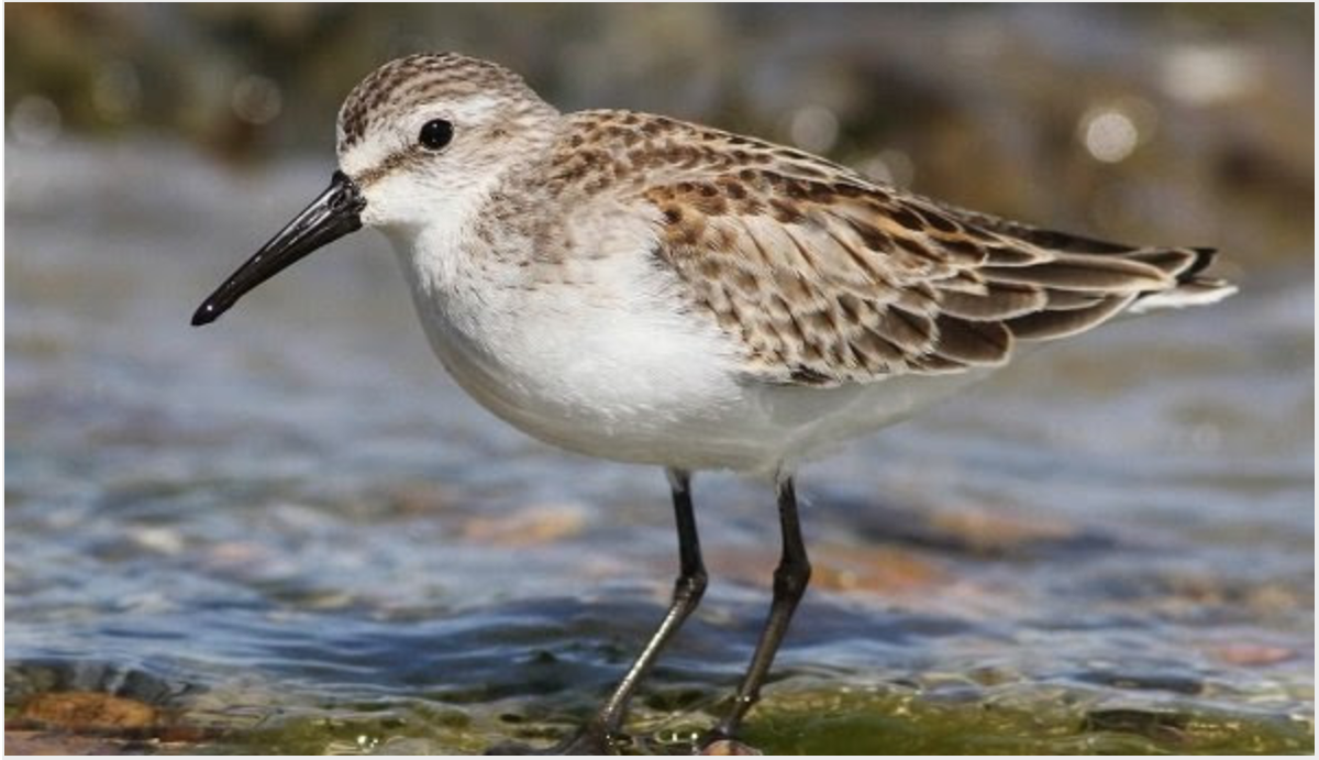 Cornell Club of SD (@cornellclubofsd) on Twitter photo Free event tomorrow 8/4: Cornell West Coast Alumni Affairs & the Cornell Lab of Ornithology <a href="/CornellBirds/">Cornell Lab</a> present: Birds of the Pacific Flyway. Register here: bit.ly/3frFjYk #CornellEvent #OnlineEvents #Birds #nature #pacific #gobigred Free event tomorrow 8/4: Cornell West Coast Alumni Affairs & the Cornell Lab of Ornithology <a href="/CornellBirds/">Cornell Lab</a> present: Birds of the Pacific Flyway. Register here: bit.ly/3frFjYk #CornellEvent #OnlineEvents #Birds #nature #pacific #gobigred