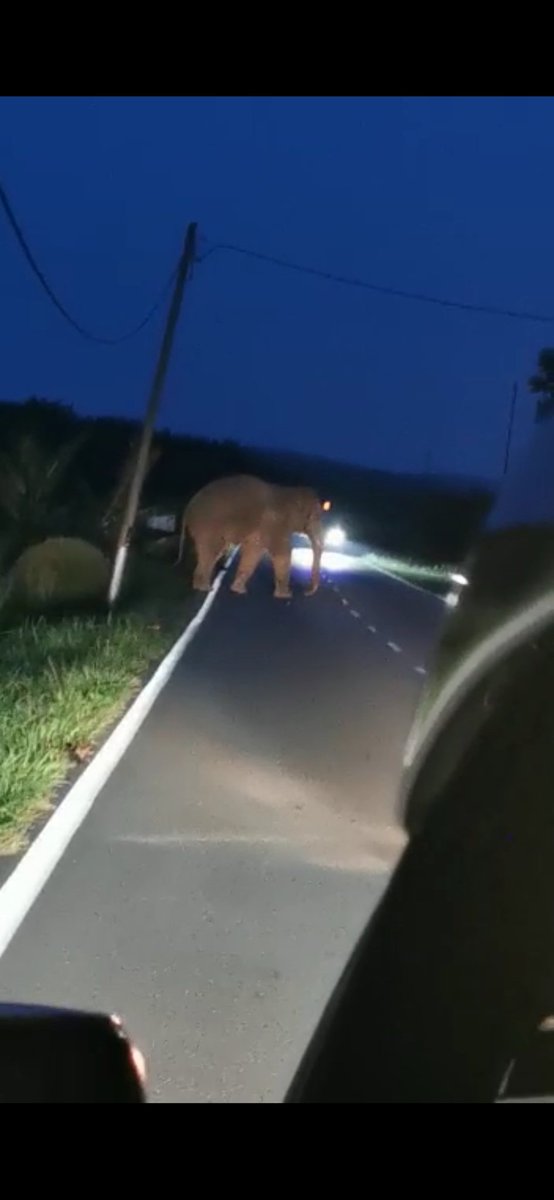 My family & I encountered two elephants while we were driving to visit our relatives in the south of Peninsular few days ago. This was after several reports of elephant sightings in the same area during raya season. #elephantencounter #wildlifeconservation