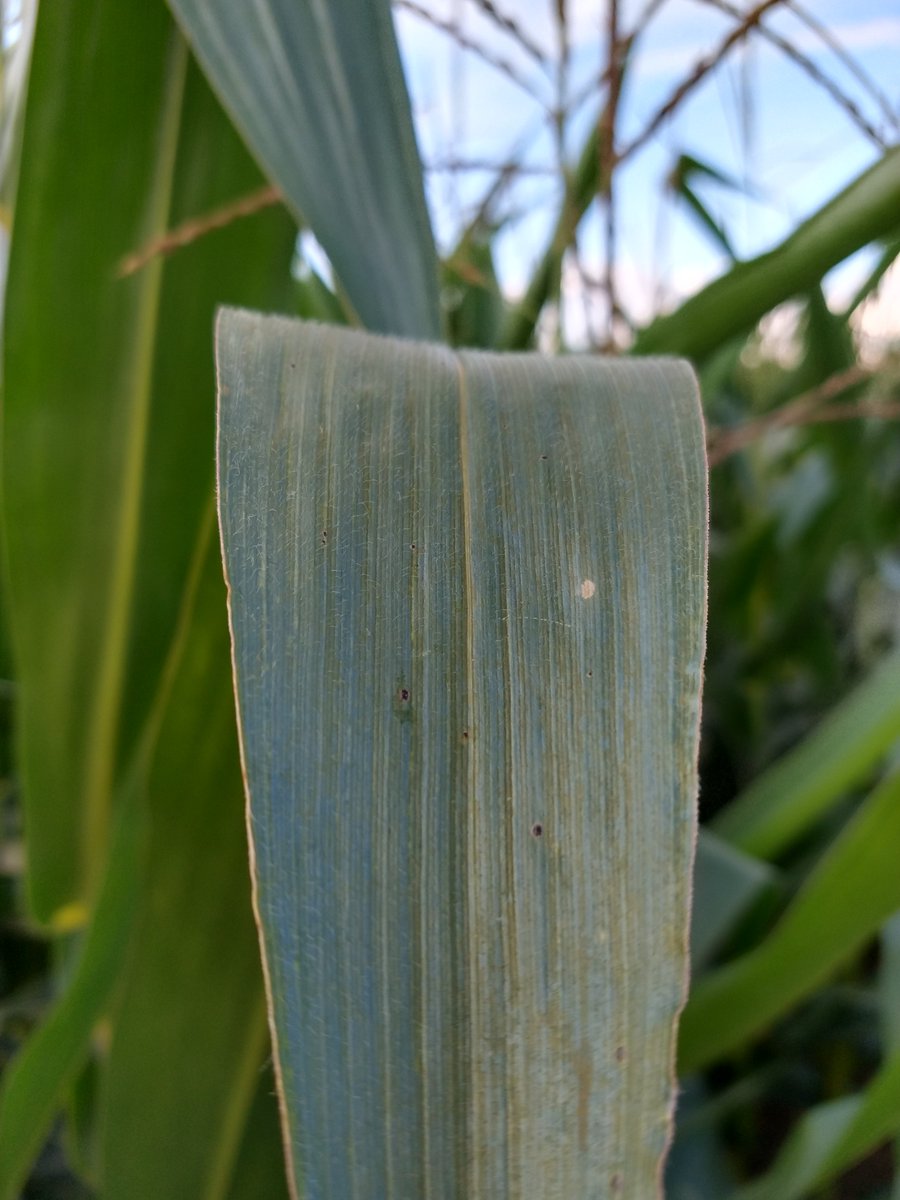 Bruce MacKellar tweet media