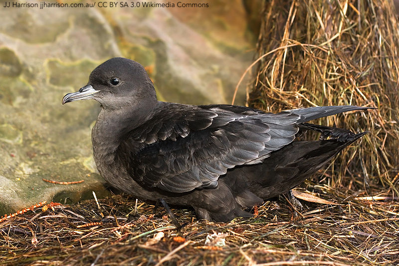 Conservation trade-offs: Island introduction of a threatened predator suppresses invasive mesopredators but eliminates a seabird colony sciencedirect.com/science/articl… | Biological Conservation | #ornithology #seabirds