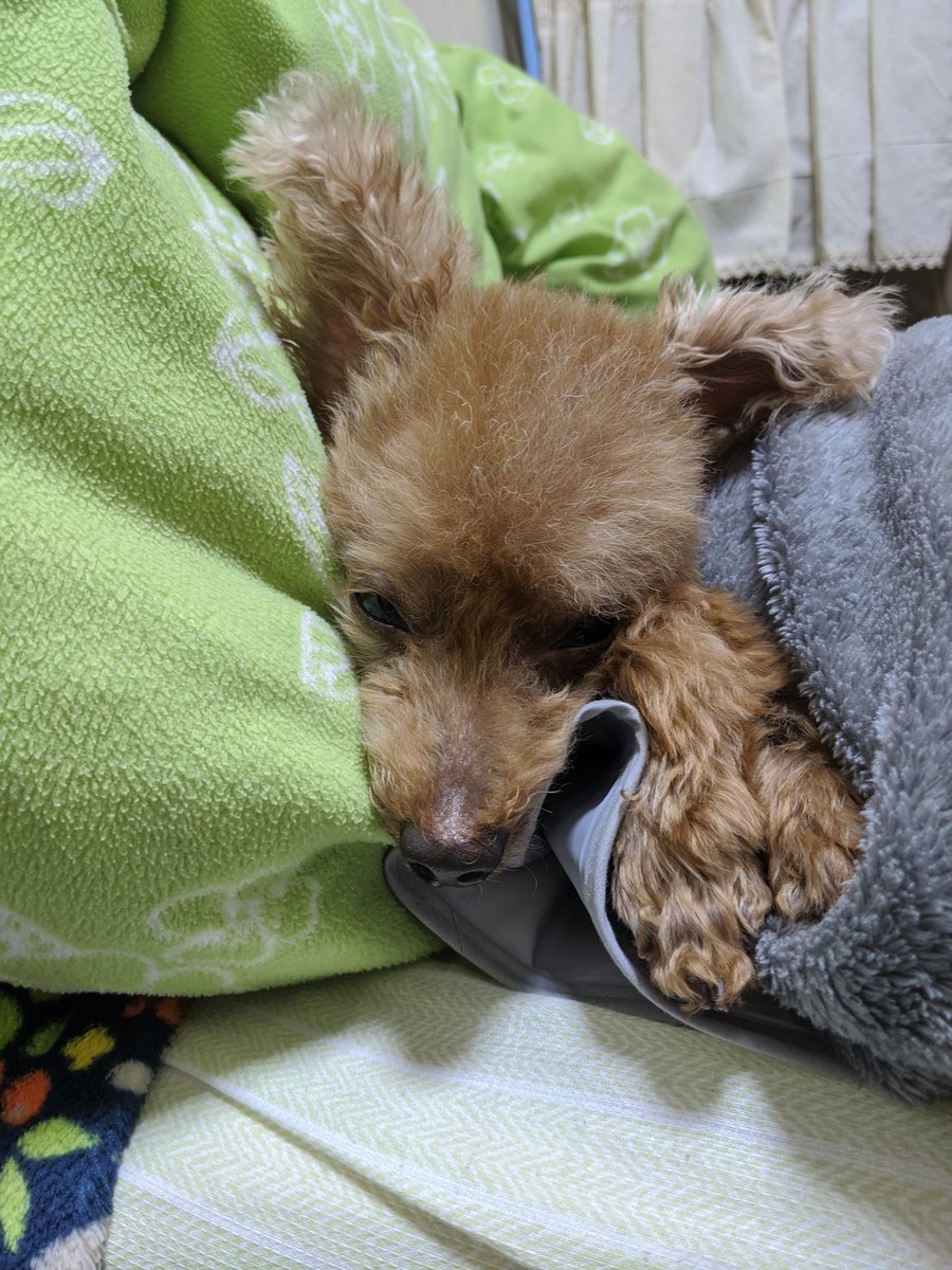 shimaipopo's tweet photo. おっぷー（シャンプー）後。頑張って起きてる風だけど、眠たいの図。 https://t.co/ry7s4cYy3E