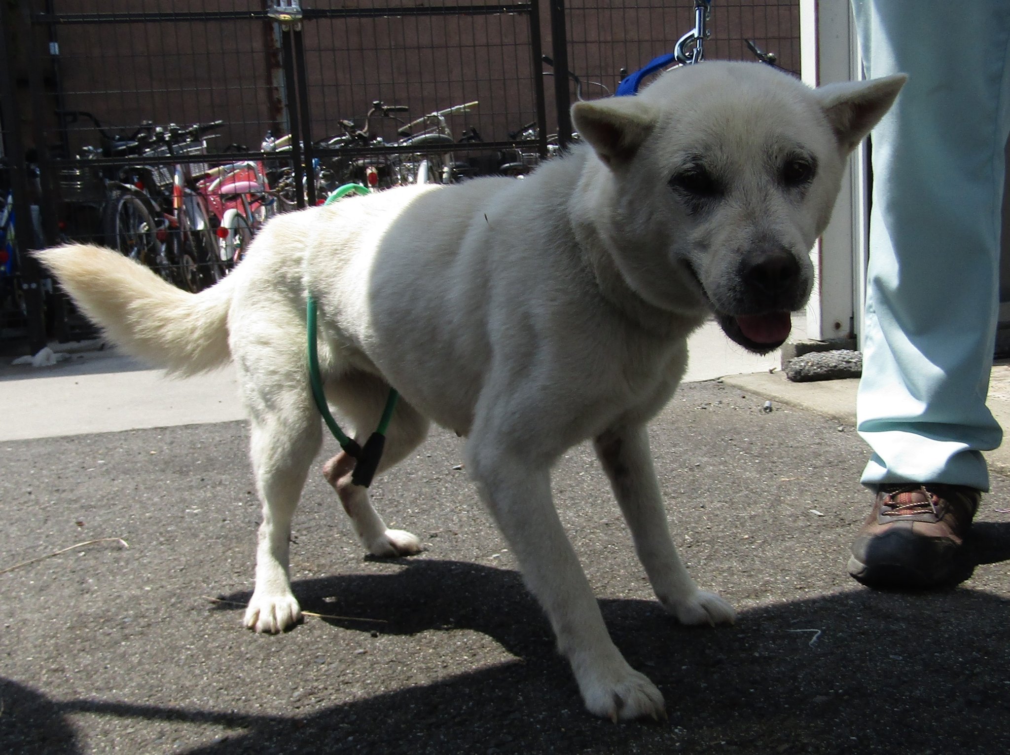 ট ইট র Japanesemichael Jackson 滋賀県動物保護管理協会 迷子犬 性別 男 年齢推定 中齢 犬種 紀州犬 体格 中 毛色 白 収容月日 8 4 保護場所 日野町西明寺 首輪なし 迷子犬 滋賀県 蒲生郡 日野町 西明寺 紀州犬 白 犬 雑種犬