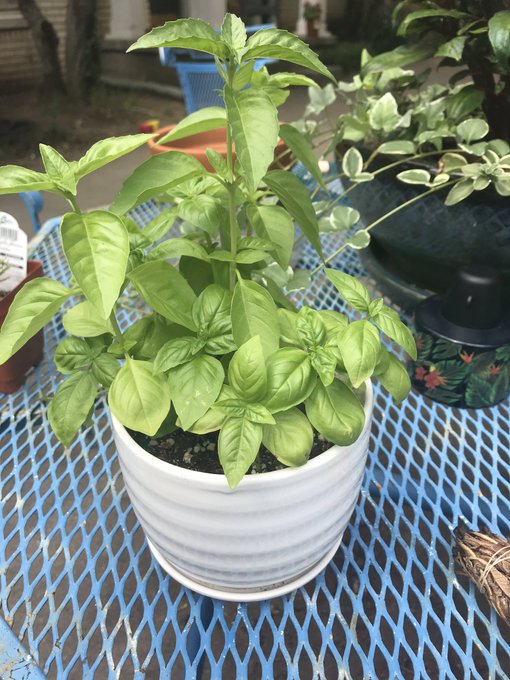 I grew this basil from seeds and she is thriving and so happy🥰  Now just gotta figure out how to be more<a href="/tag/mvsales"class="tags"><span>#mvsales</span></a>