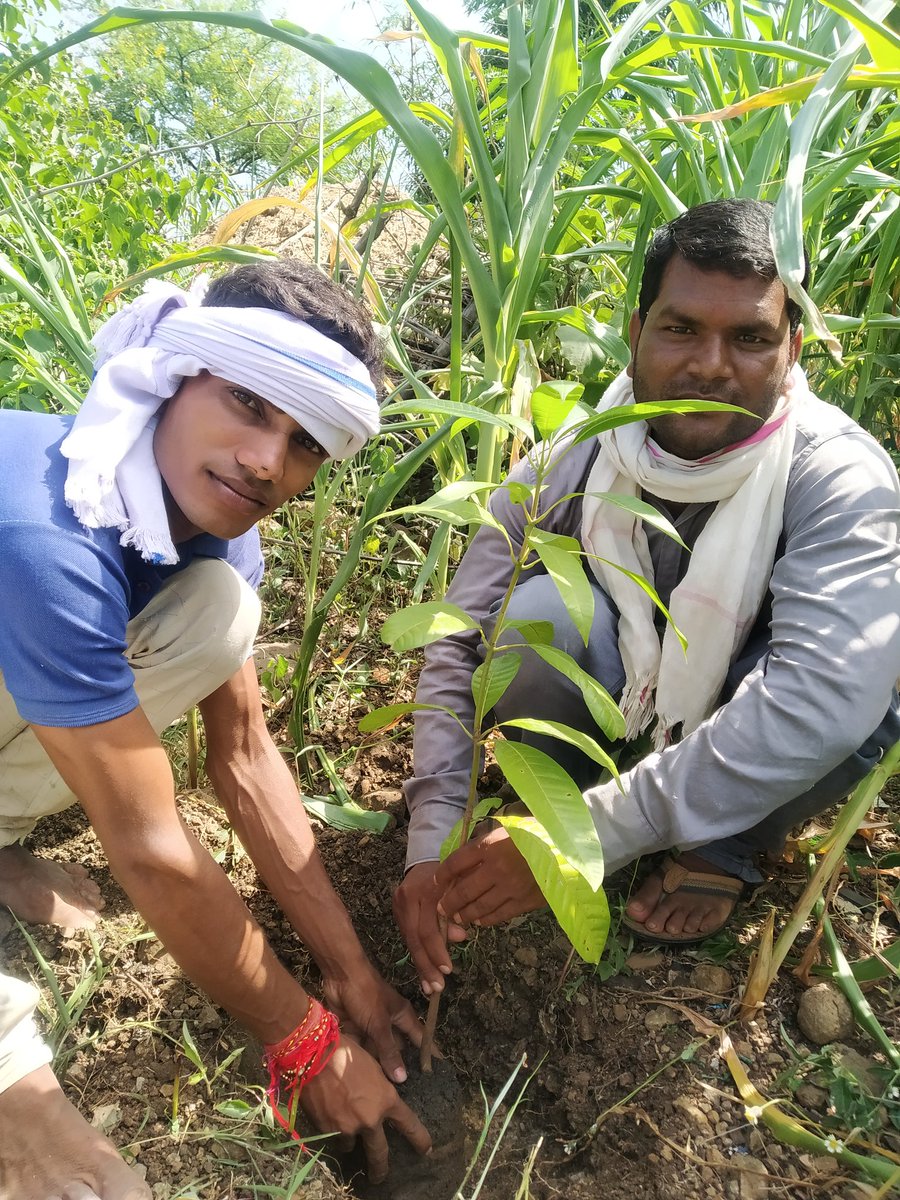 आज ^विश्व आदिवासी दिवस सप्ताह कार्ययोजना^ का दुसरा दिन हैं।।
आज हमने आम का पेड़ लगाया और    प्रकृति की सुरक्षा का संकल्प लिया जय जोहार जय आदिवासी जय भील प्रदेश