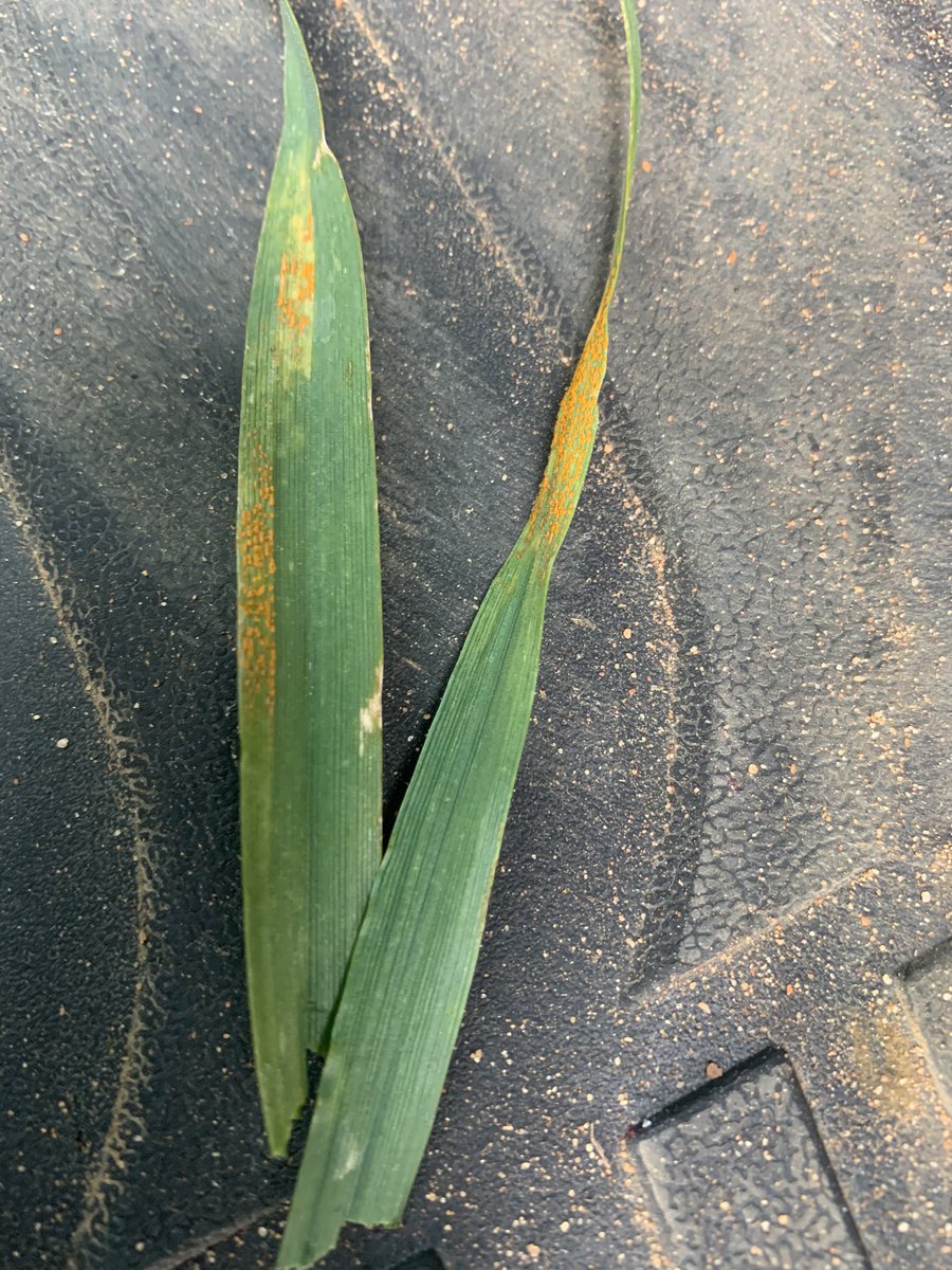 Found leaf rust on #grenade wheat yesterday #fungicide #OutbackAg