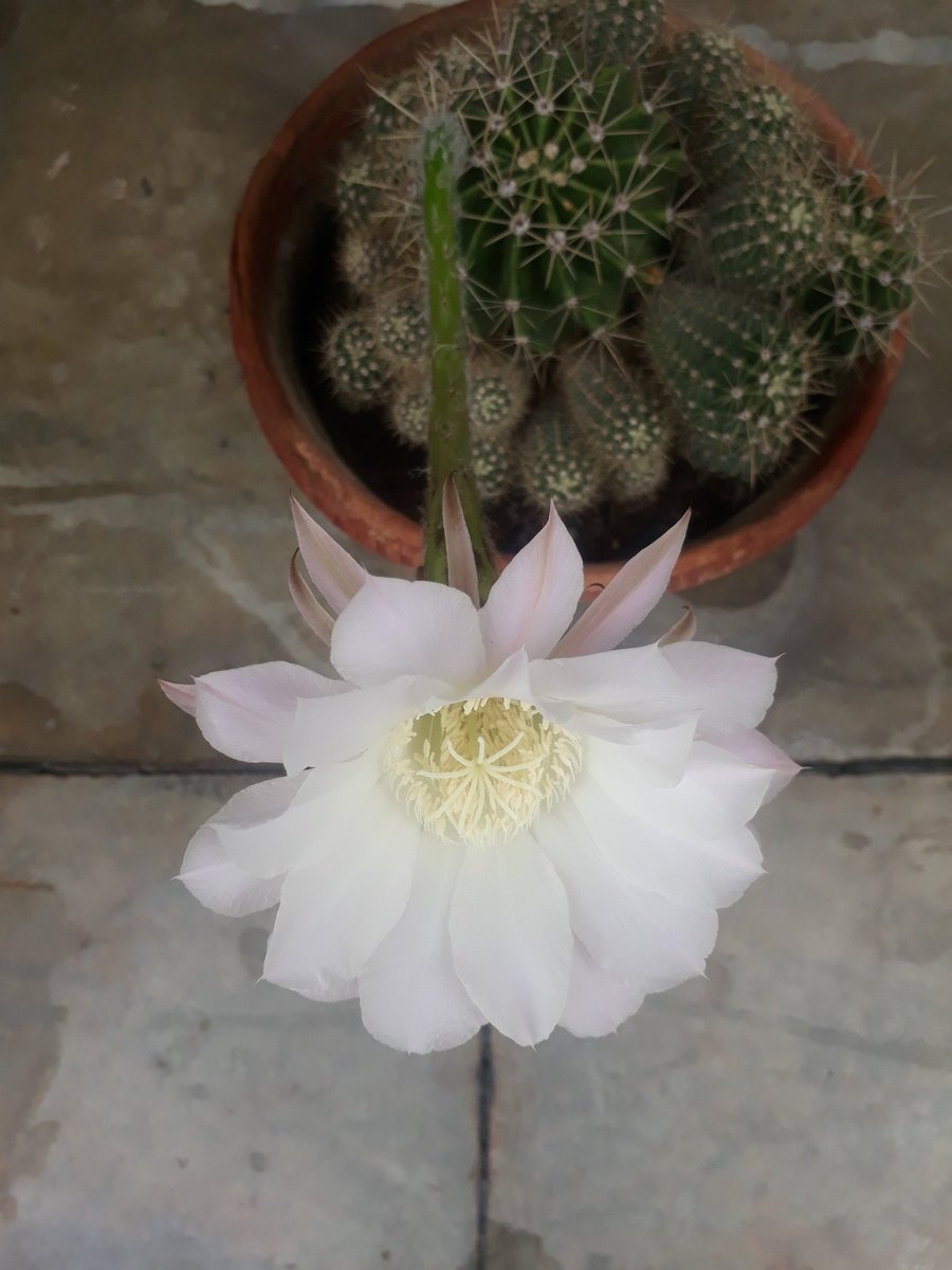 PCG0708's tweet photo. Be like a cactus, prickly but very beautiful. Cactus flower shall fall in one or two days, but the thorns shall remain to defends everyday #LifeLessons #gardening #thoughtoftheday #positivity #successmantra https://t.co/YsJblNzjZM