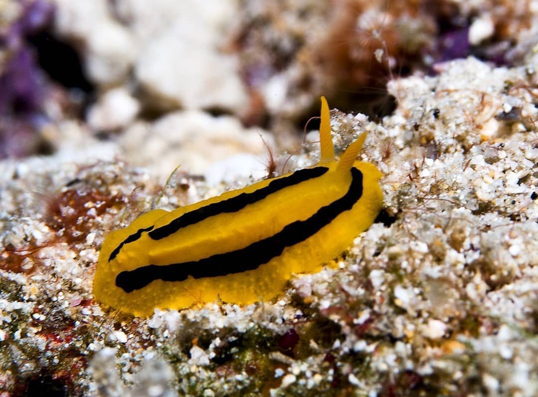 thread of sea slugs because fuck it