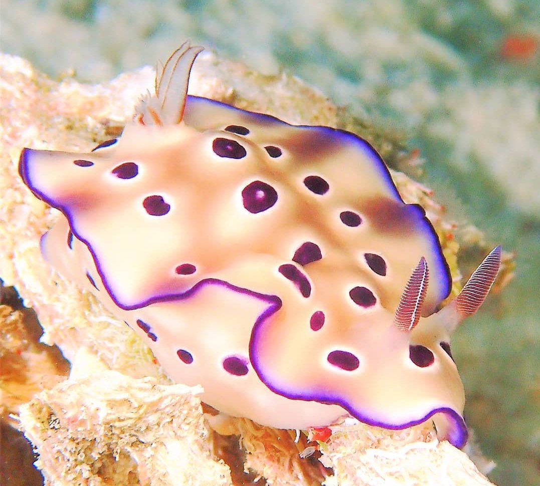 thread of sea slugs because fuck it