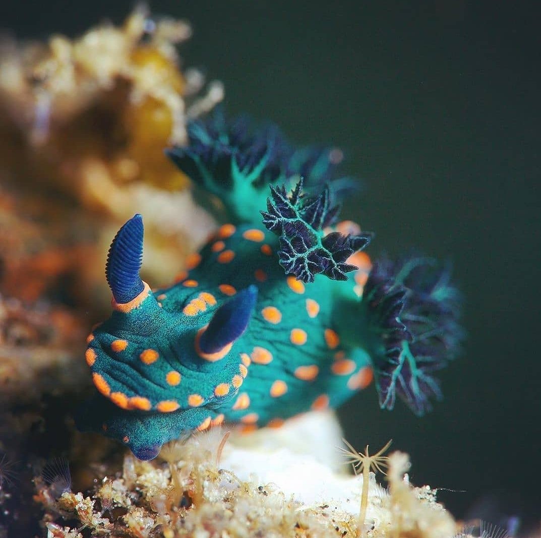 thread of sea slugs because fuck it