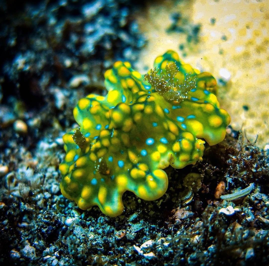 thread of sea slugs because fuck it
