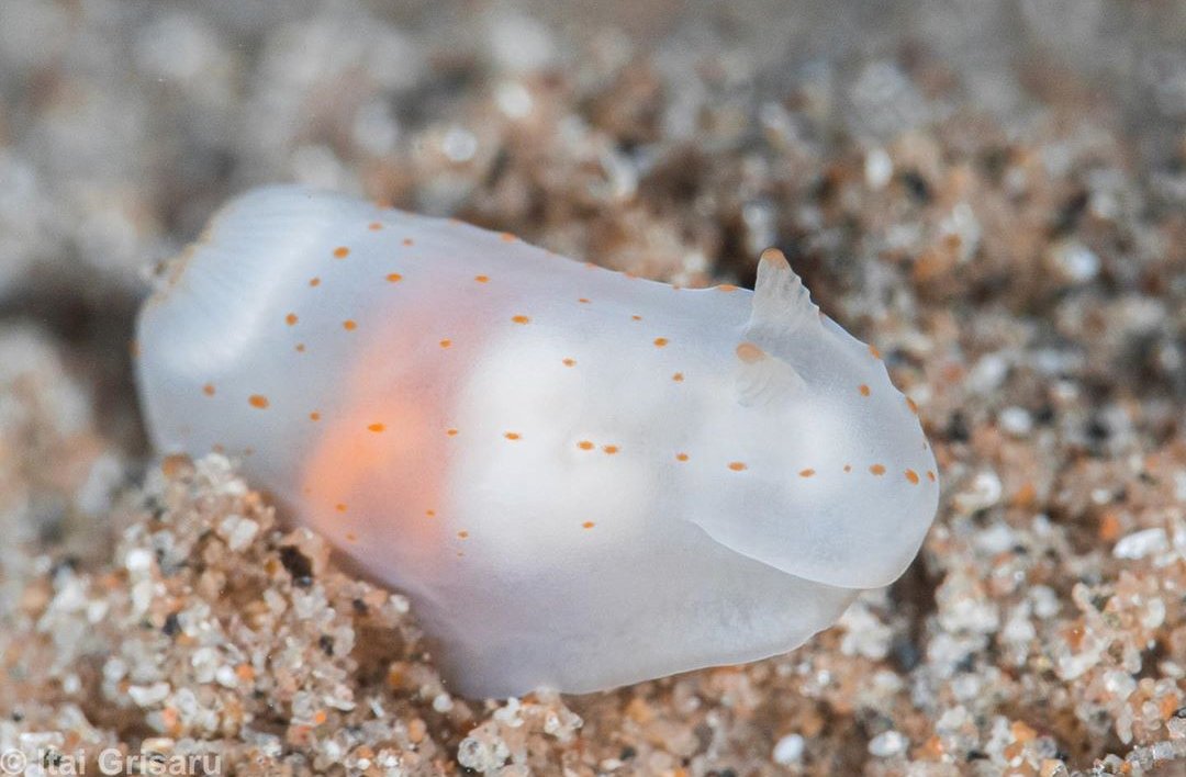 thread of sea slugs because fuck it
