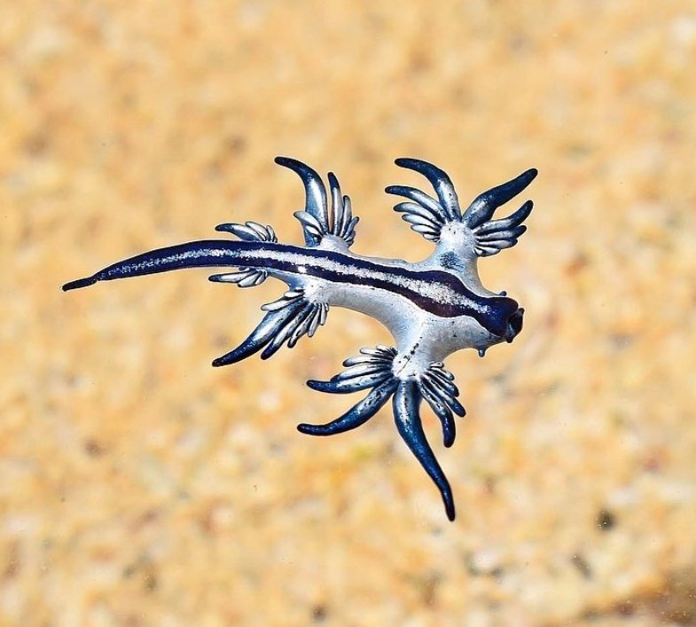thread of sea slugs because fuck it