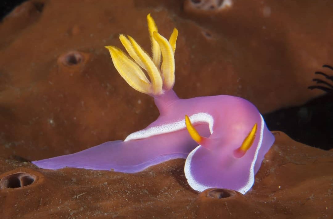 thread of sea slugs because fuck it
