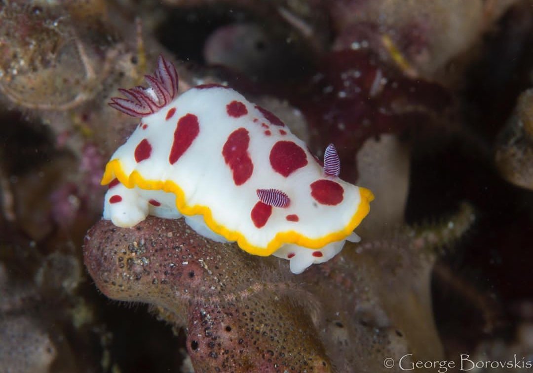 thread of sea slugs because fuck it